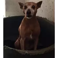 Foto dell\'animale cane - Matr. 2017/0347 - Microchip 380260000182412