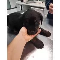 Foto dell\'animale cane - Matr. 2019/2754 - Microchip 380260043524383