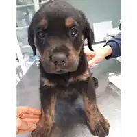 Foto dell\'animale cane - Matr. 2019/2755 - Microchip 380260043526762