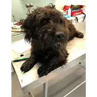 Foto dell\'animale cane - Matr. 2019/2393 - Microchip 380260043633793