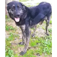 Foto dell\'animale cane - Matr. 2019/1330 - Microchip 380260043680979