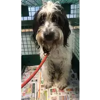 Foto dell\'animale cane - Matr. 2019/2757 - Microchip 380260043523951