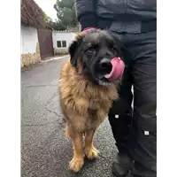 Foto dell\'animale cane - Matr. 2019/2760 - Microchip 380260000853743