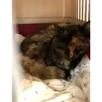 Foto dell\'animale gatto - Matr. 2019/2759 - Microchip 380260043524007
