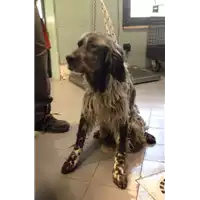 cane - Matr. 2017/0351 - Microchip 380260043151811