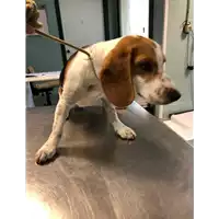 Foto dell\'animale cane - Matr. 2019/2761 - Microchip 380260043524012