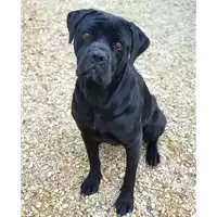 Foto dell\'animale cane - Matr. 2019/2763 - Microchip 380260043523642