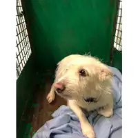 Foto dell\'animale cane - Matr. 2019/2762 - Microchip 982009102487859