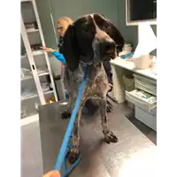 Foto dell\'animale cane - Matr. 2019/2770 - Microchip 380260043524456