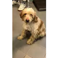 Foto dell\'animale cane - Matr. 2019/2771 - Microchip 968000003852997