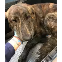 Foto dell\'animale cane - Matr. 2019/2772 - Microchip 380260043526679