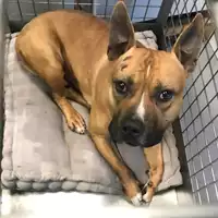 Foto dell\'animale cane - Matr. 2019/2775 - Microchip 380260101122266