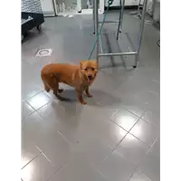 Foto dell\'animale cane - Matr. 2019/2776 - Microchip 380260040854153