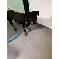 Foto dell\'animale cane - Matr. 2019/2779 - Microchip 380260000594904