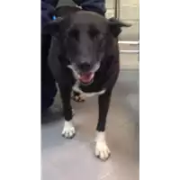 Foto dell\'animale cane - Matr. 2019/2780 - Microchip 380260043524050