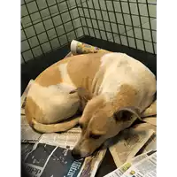 Foto dell\'animale cane - Matr. 2019/2784 - Microchip 380260043707801
