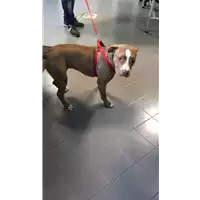 Foto dell\'animale cane - Matr. 2019/2785 - Microchip 380260043708352