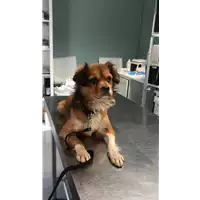 Foto dell\'animale cane - Matr. 2019/2796 - Microchip 380260043707680