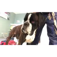 Foto dell\'animale cane - Matr. 2019/2797 - Microchip 380260002007257