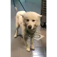 cane - Matr. 2019/2800 - Microchip 380260043708289