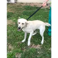 Foto dell\'animale cane - Matr. 2019/2356 - Microchip 380260043854334