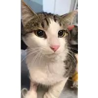 Foto dell\'animale gatto - Matr. 2019/2803 - Microchip 380260043709723