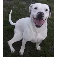 Foto dell\'animale cane - Matr. 2016/0111 - Microchip 380260042717290