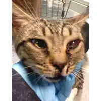 Foto dell\'animale gatto - Matr. 2019/2808 - Microchip 380260043854020