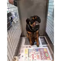 Foto dell\'animale cane - Matr. 2019/2809 - Microchip 380260042526227