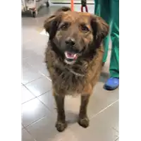 Foto dell\'animale cane - Matr. 2015/2197 - Microchip 380260042530012