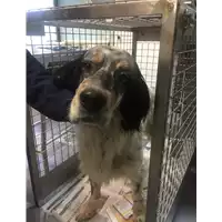 Foto dell\'animale cane - Matr. 2020/0002 - Microchip 380260000944888