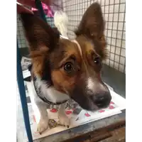 Foto dell\'animale cane - Matr. 2020/0003 - Microchip 380260140160305