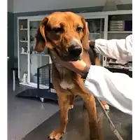 Foto dell\'animale cane - Matr. 2017/0352 - Microchip 380260043147665