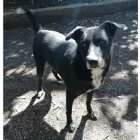 Foto dell\'animale cane - Matr. 2019/2174 - Microchip 380260043872528