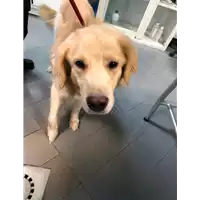 Foto dell\'animale cane - Matr. 2019/2173 - Microchip 380260043869733