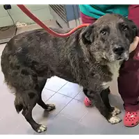 Foto dell\'animale cane - Matr. 2015/2199 - Microchip 380260042530014