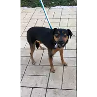Foto dell\'animale cane - Matr. 2020/0005 - Microchip 380260002877534