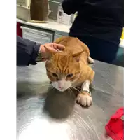 Foto dell\'animale gatto - Matr. 2020/0007 - Microchip 380260043854193