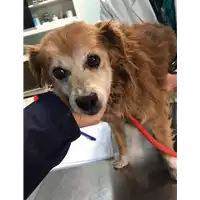 cane - Matr. 2020/0008 - Microchip 380260043854239