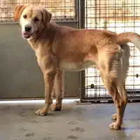Foto dell\'animale cane - Matr. 2017/0353 - Microchip 380260043148251
