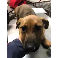 Foto dell\'animale cane - Matr. 2020/0015 - Microchip 380260043853883