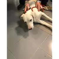 cane - Matr. 2020/0023 - Microchip 380260043854446