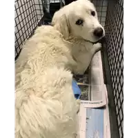 Foto dell\'animale cane - Matr. 2020/0011 - Microchip 380260043853693