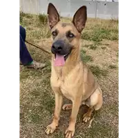 Foto dell\'animale cane - Matr. 2019/1937 - Microchip 380260043869662