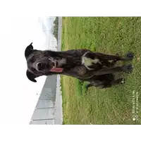 Foto dell\'animale cane - Matr. 2019/1938 - Microchip 380260043872645