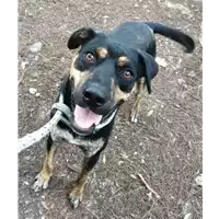 Foto dell\'animale cane - Matr. 2019/2397 - Microchip 380260043633856