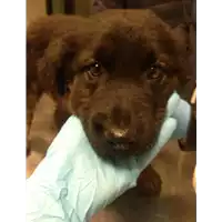 cane - Matr. 2020/0025 - Microchip 380260043853726