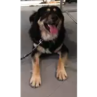 Foto dell\'animale cane - Matr. 2017/0356 - Microchip 380260042537132