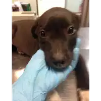 cane - Matr. 2020/0027 - Microchip 380260043854406