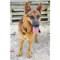 Foto dell\'animale cane - Matr. 2018/0570 - Microchip 380260043507584